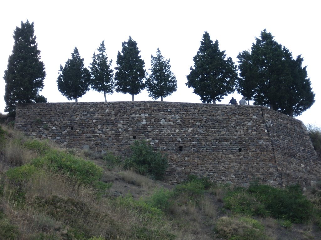 Кипарисы