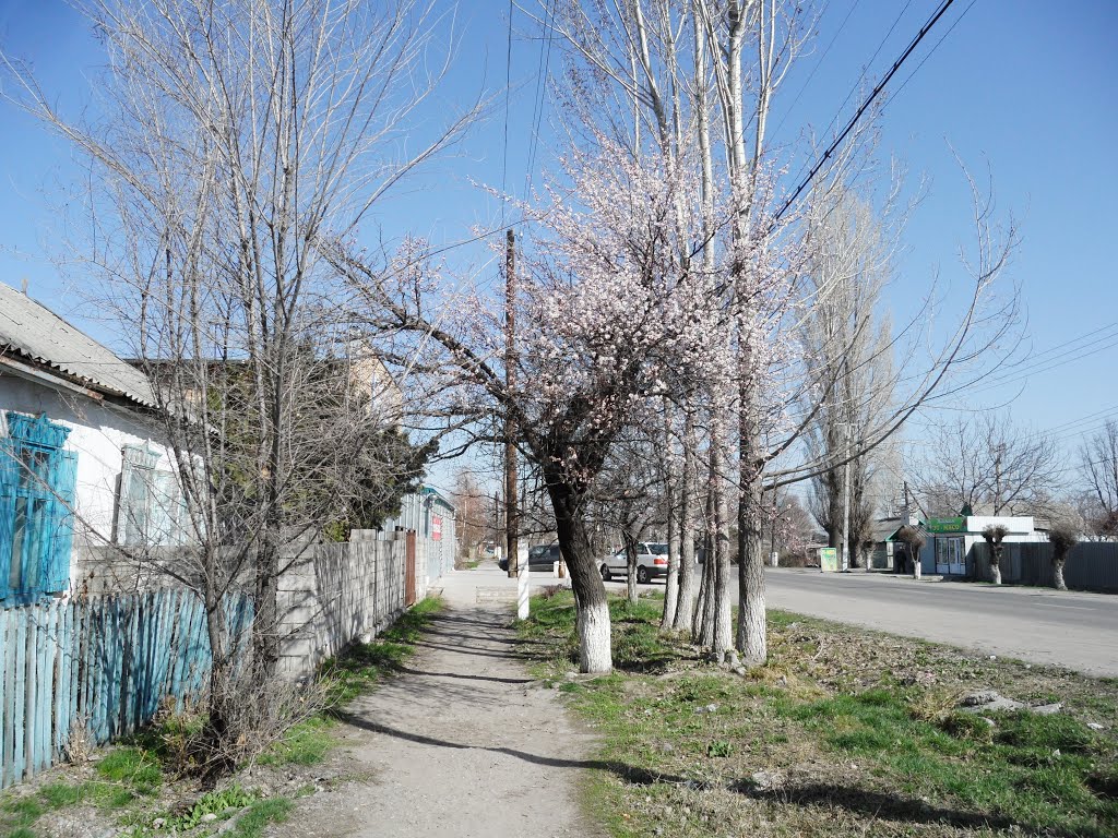 Blossoming Apricot
