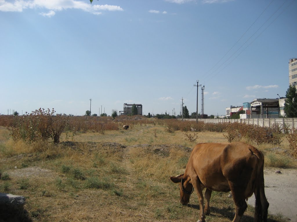 landscape 2009