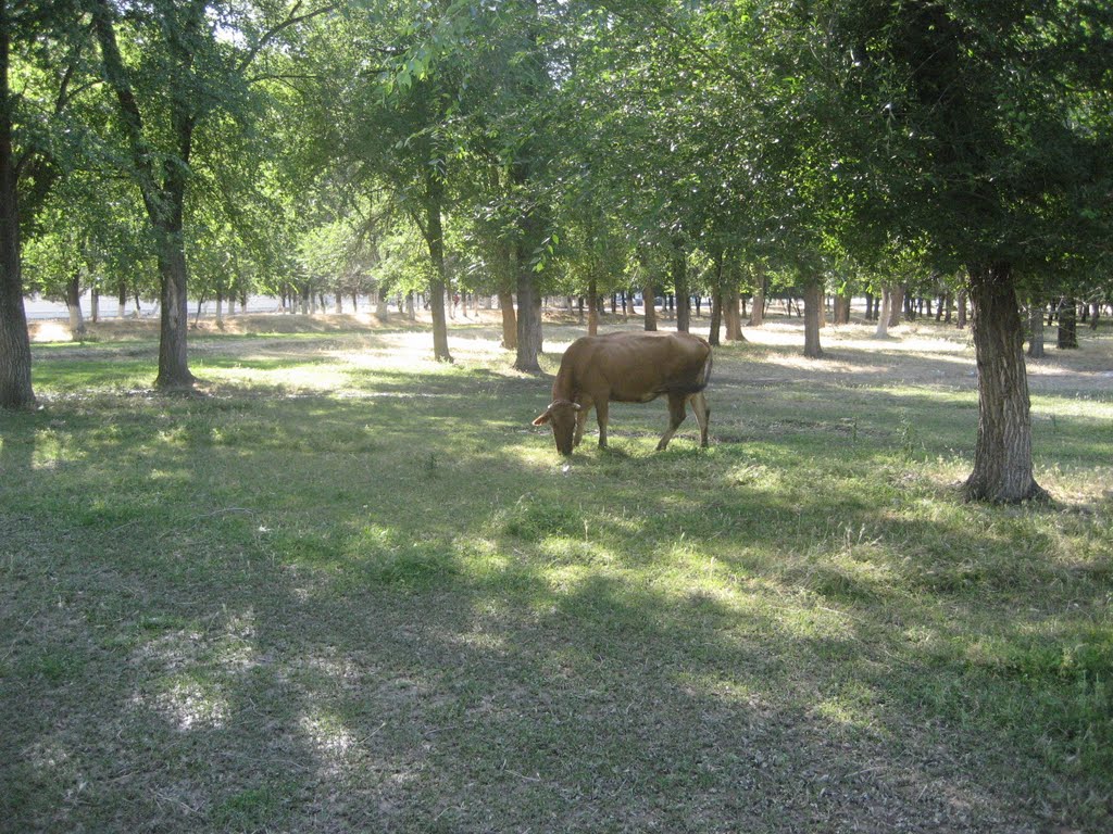 Park