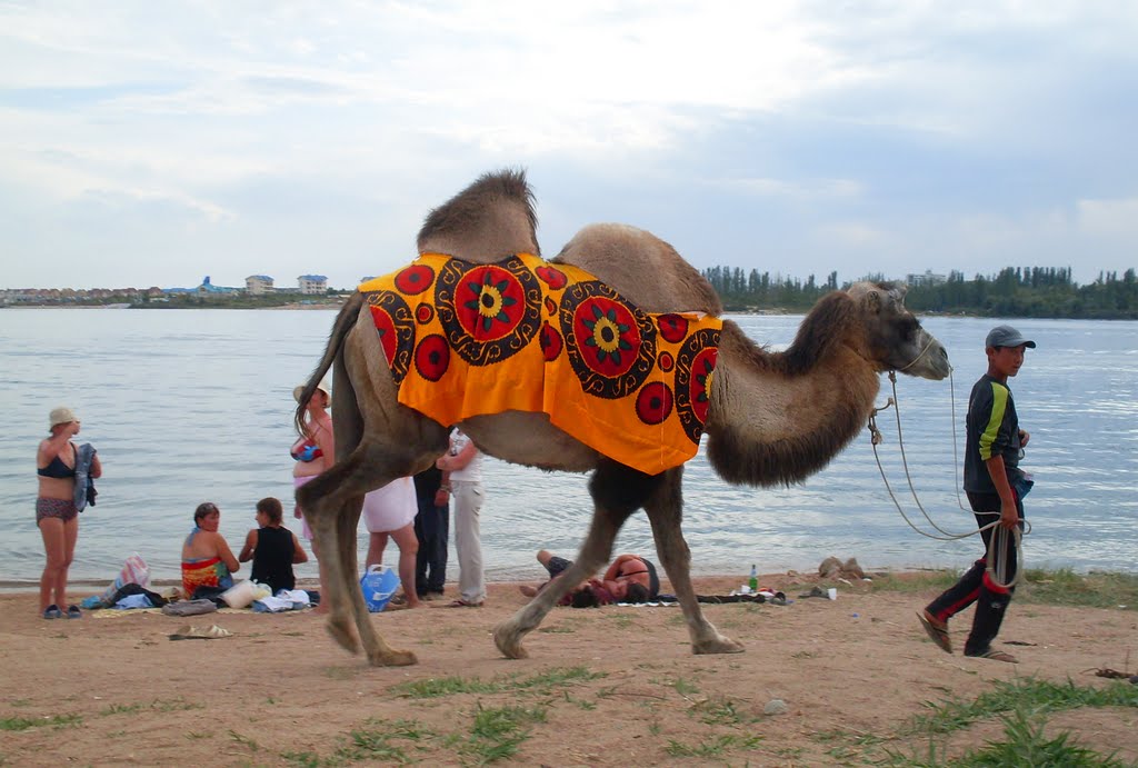 Camel