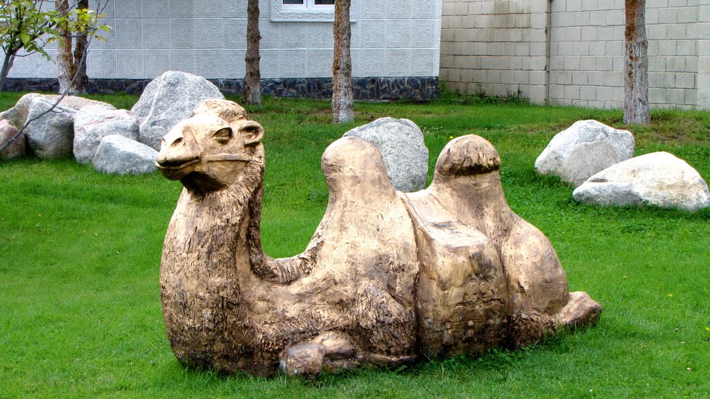 Корабль пустыни в Рух Ордо