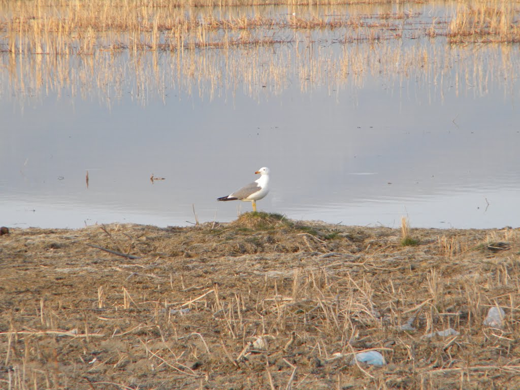 Seagull