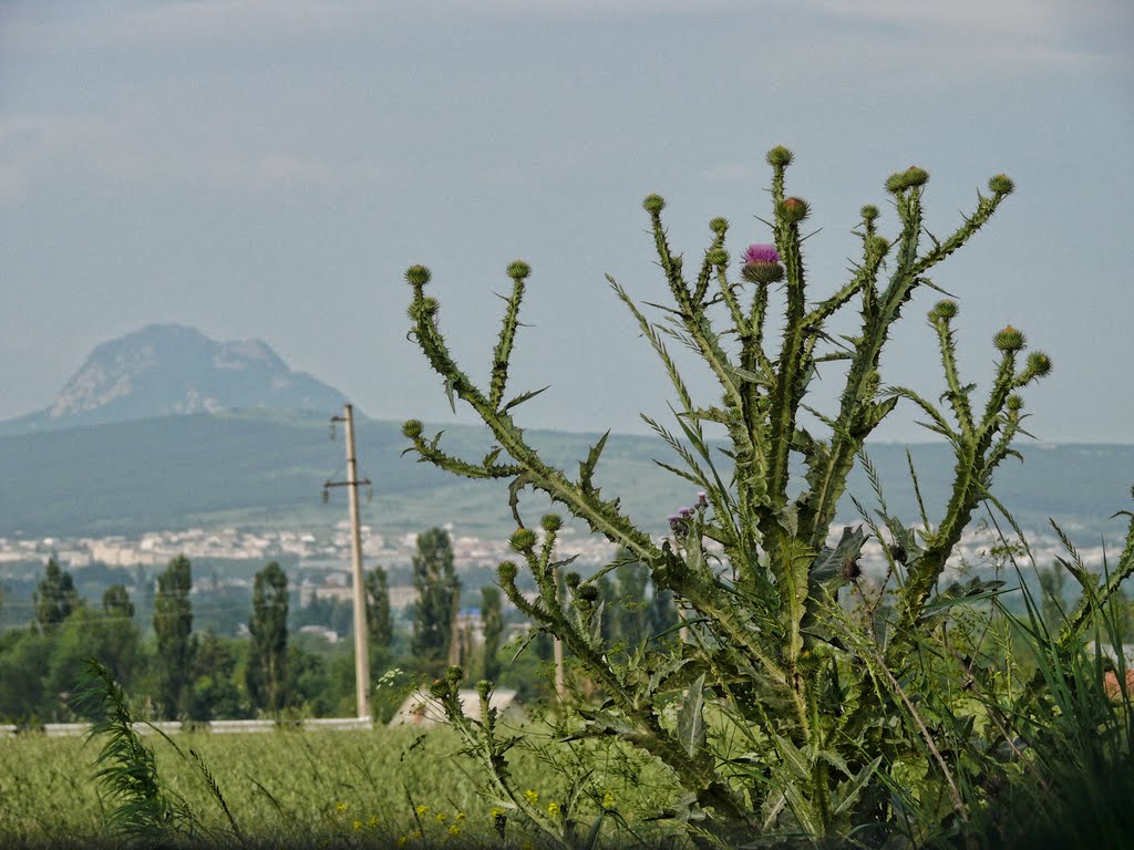 Татарник колючий (Чертополох). г Змейка.