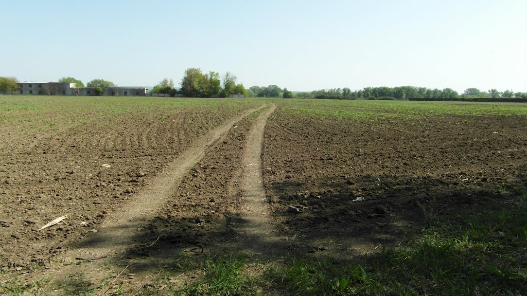Поле 2012, field