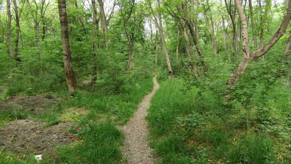 Лес 2012, forest