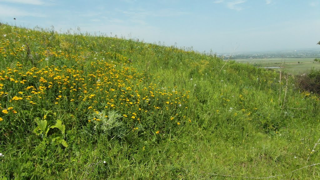Растительность На Возвышенности 2012, Vegetation on the Hills