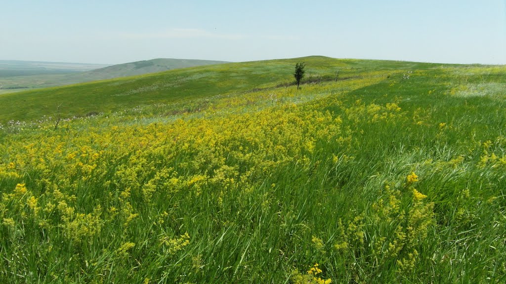 Растительность На Возвышенности 2012, Vegetation on the Hills