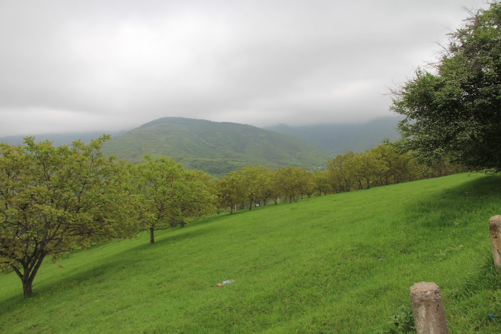 Walnut trees (Роща грецких орехов)