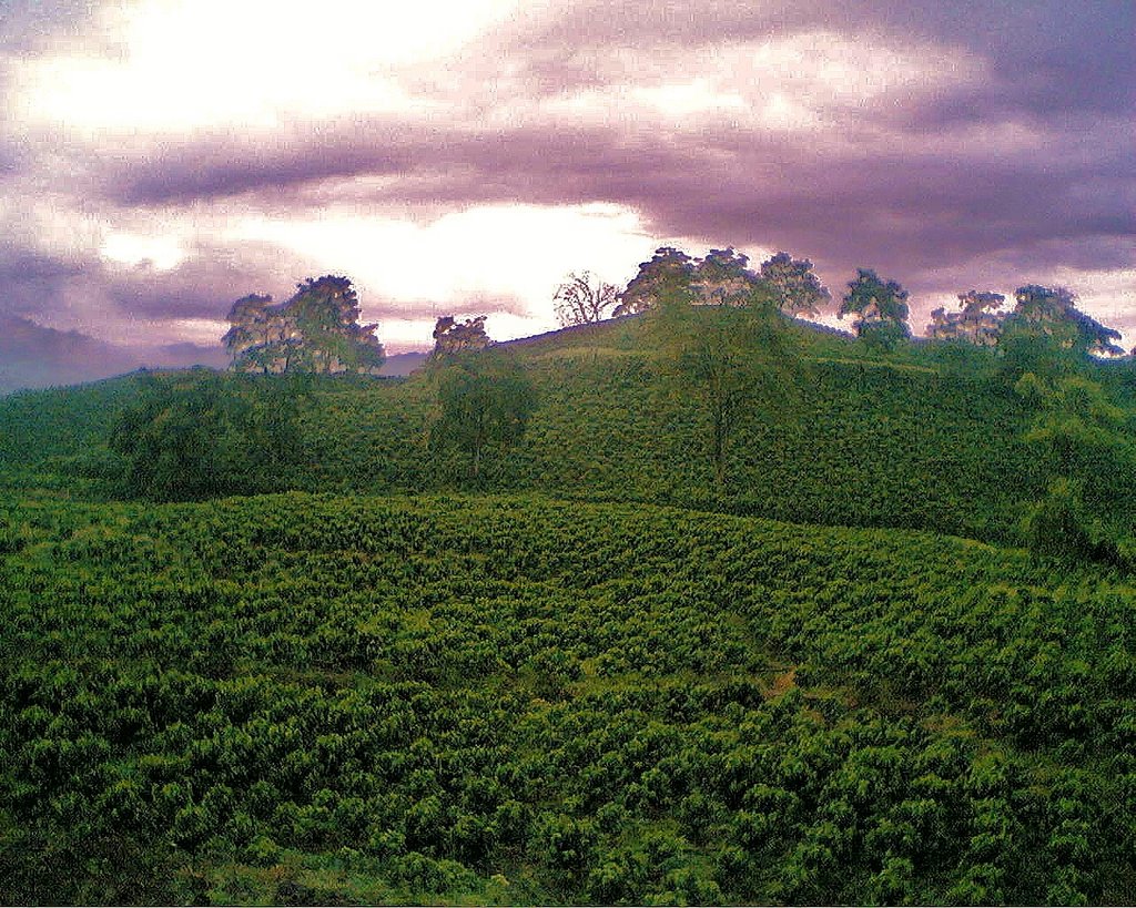 Armenia Cafe de Colombia