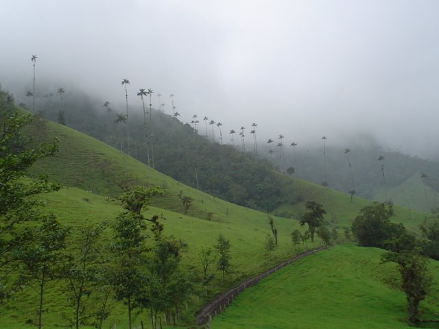 Bosque de Niebla