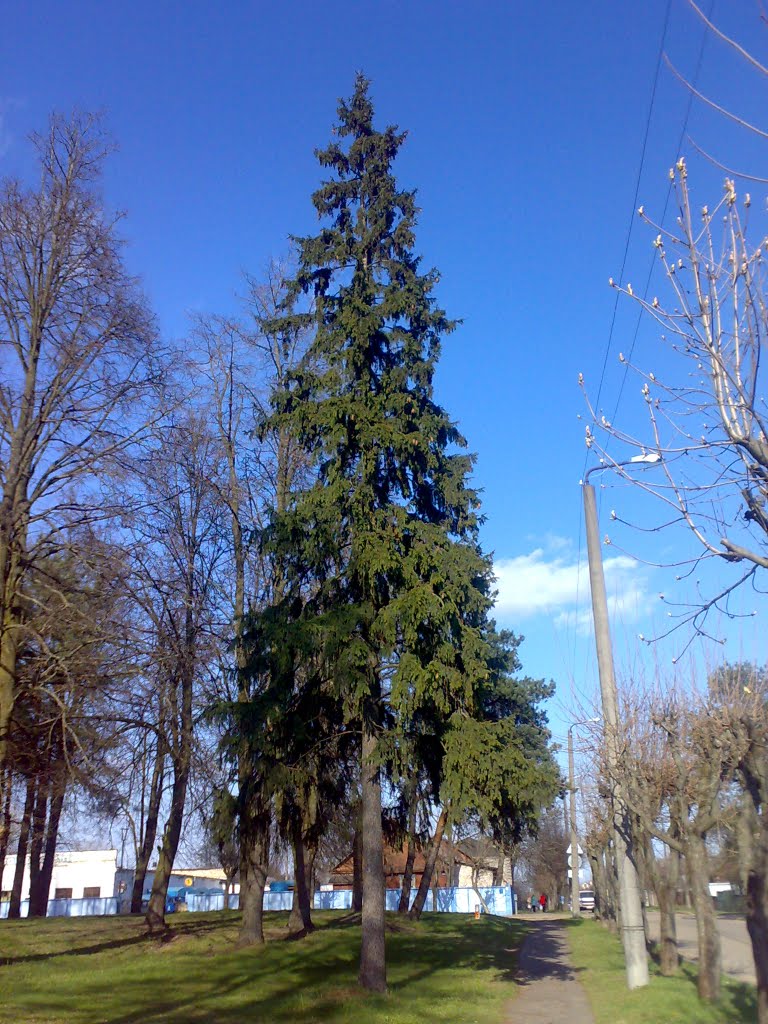 Ель