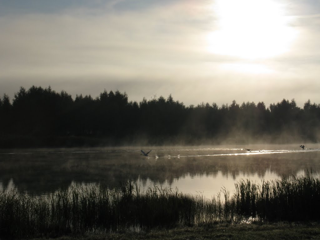 Утро на озере (Lake in the morning)
