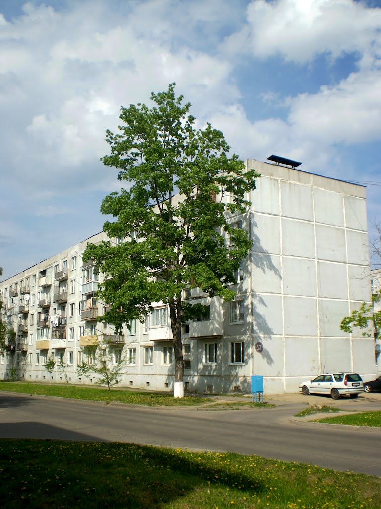 Дрэва каля дома №53 у Паўночным гарадку