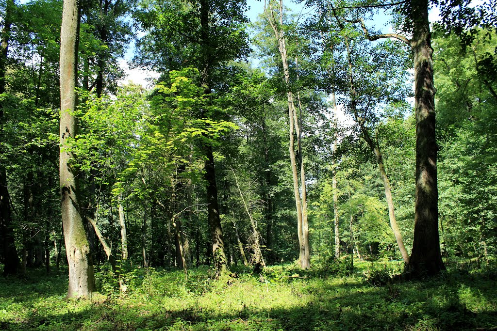 Высокаўскі парк