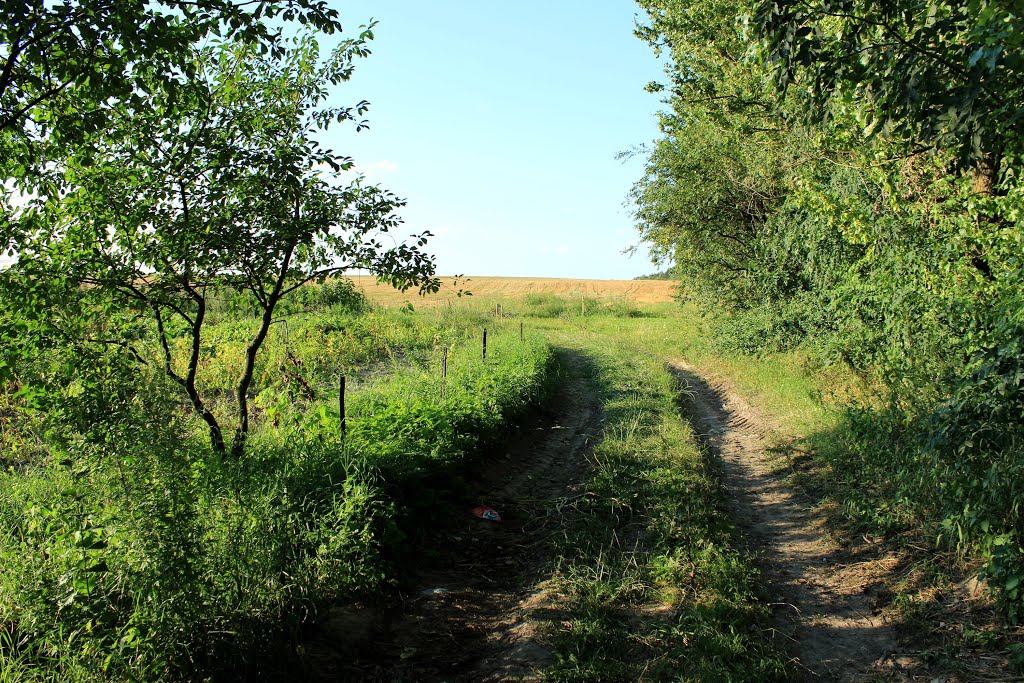 Дарога