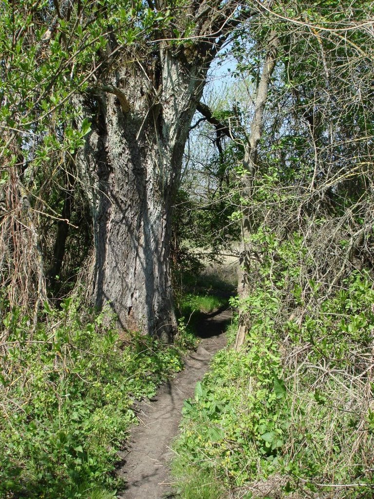 Пограничная тропа в Moscice Dln. 26.04.2008