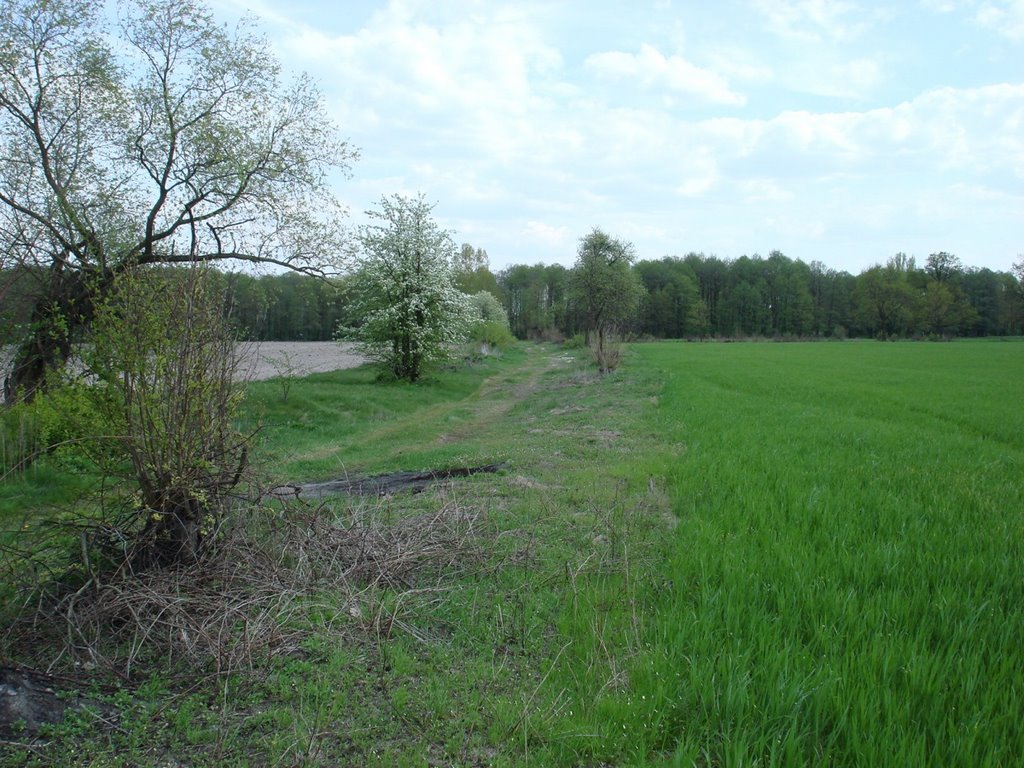 Старая дорога из Neudorf в Domaczewo 28.04.2008
