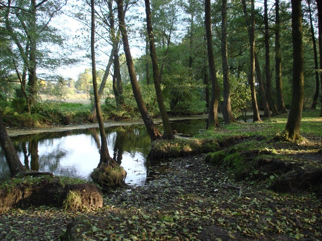 Старое русло р.Буг 28.09.2008