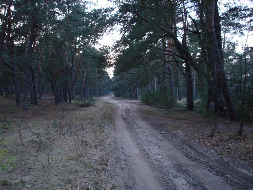 Дорога 10.12.2008г.