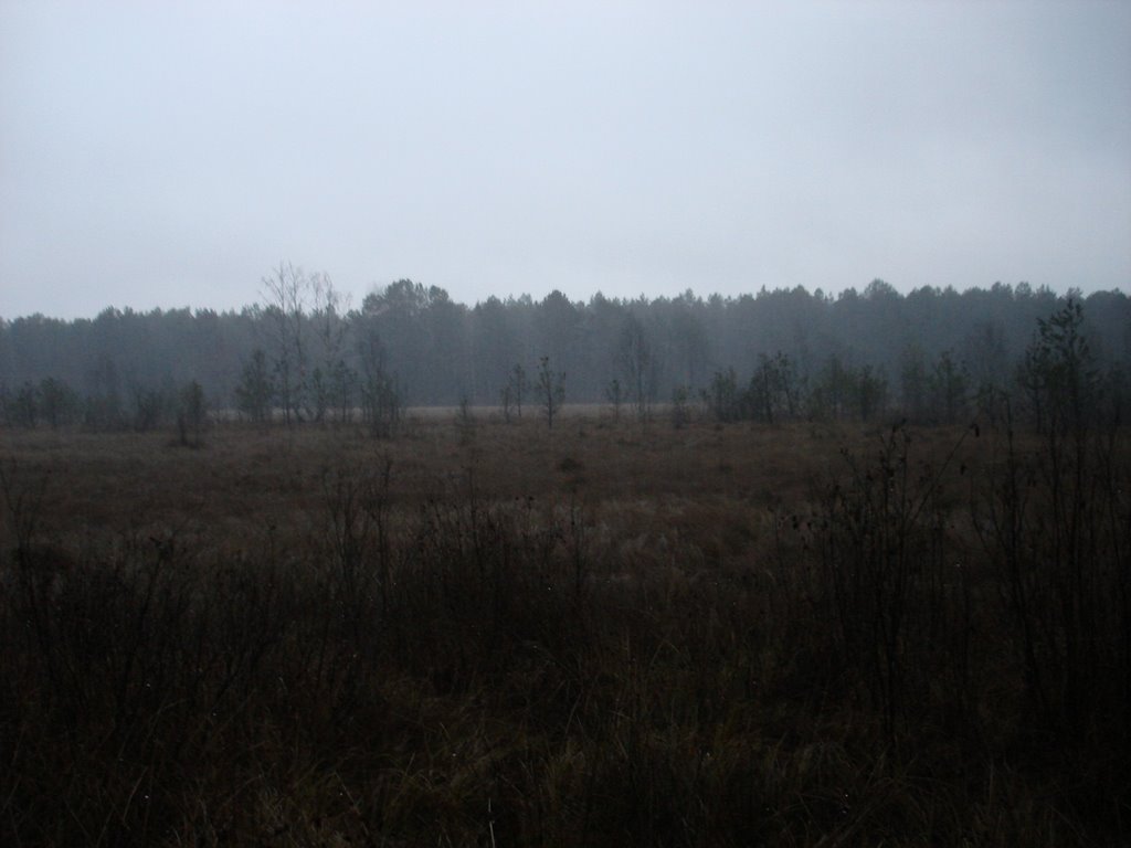 Шилово болото (фото во время дождя) 22.12.2008