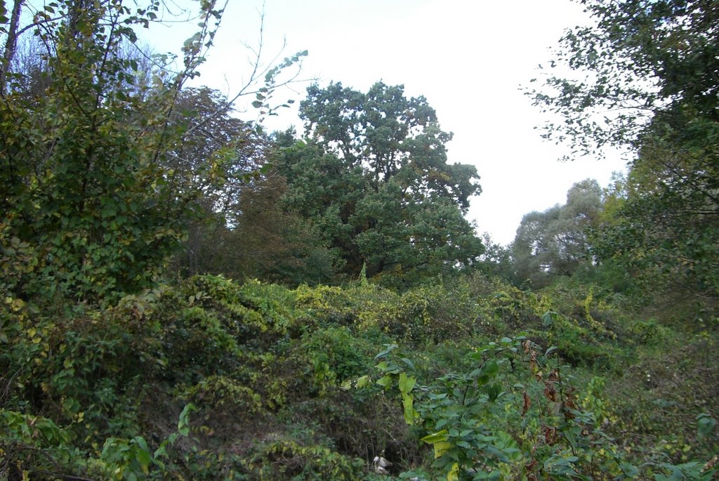 Заросли на Восьмисотке (1941 Neudorf-Moscice Dolne) 27.09.2008