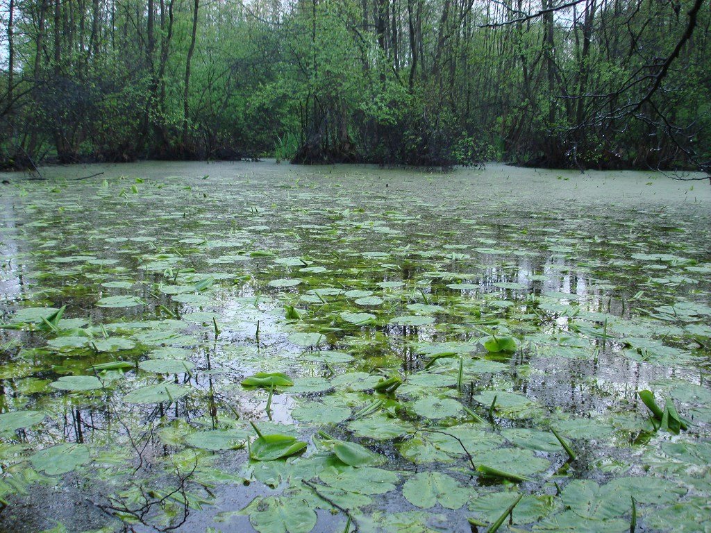 Болото (весна 2007г.)