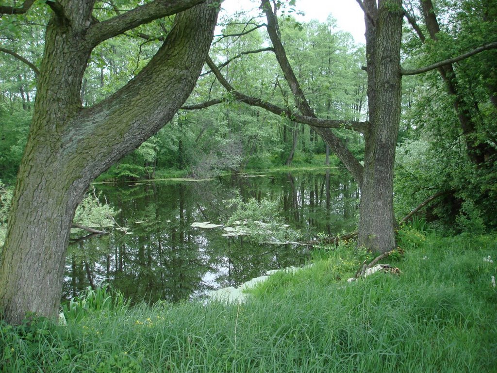 Старое русло р.Зап.Буг (17 мая 2007г.)