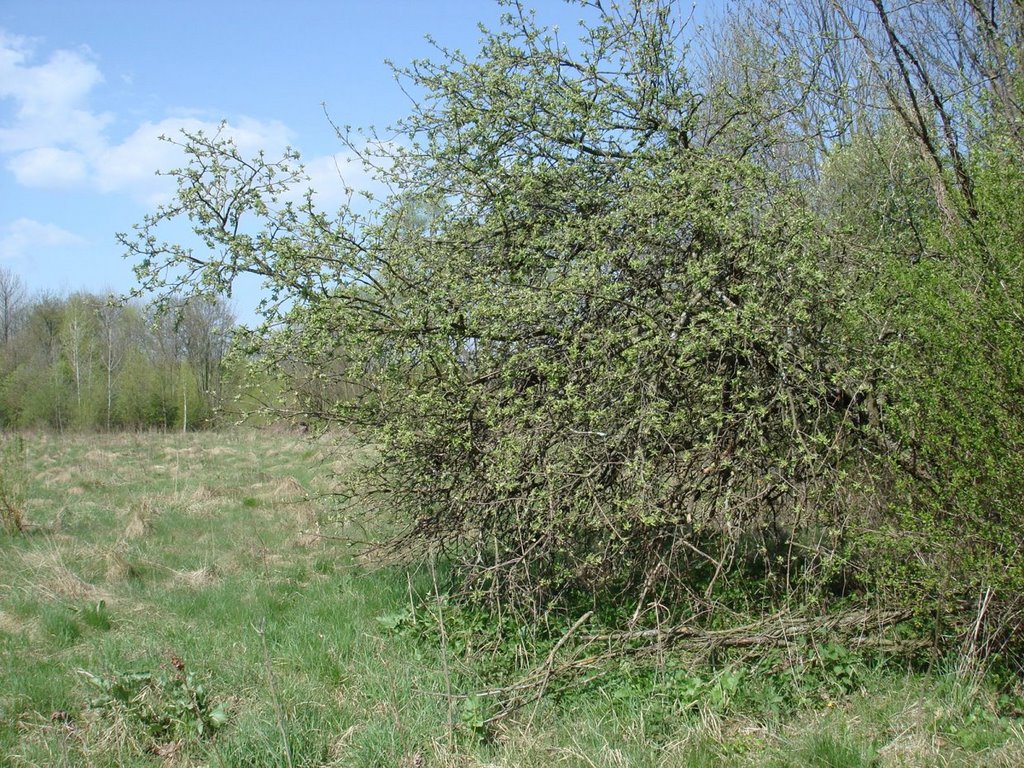 Дикая яблоня Neudorf (1928-Moscice Dln.) 26.04.2008