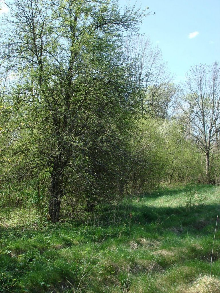 Дикая груша в Neudorf (1928-Moscice Dln.) 26.04.2008