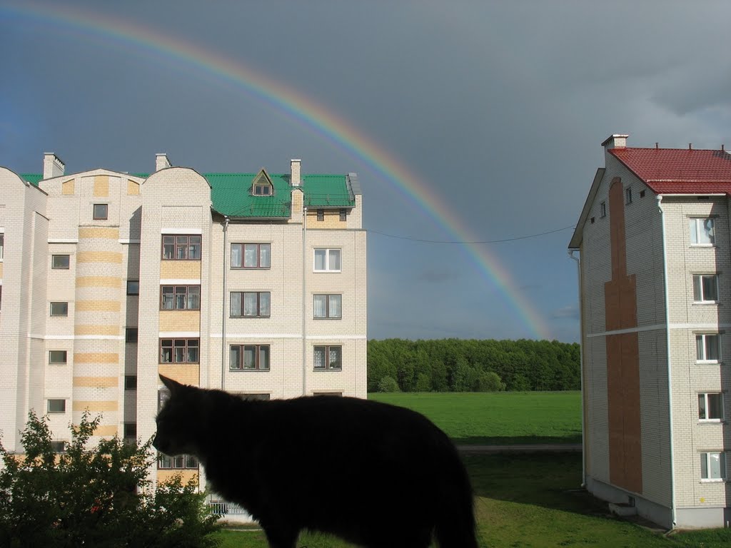 Радуга, кошка