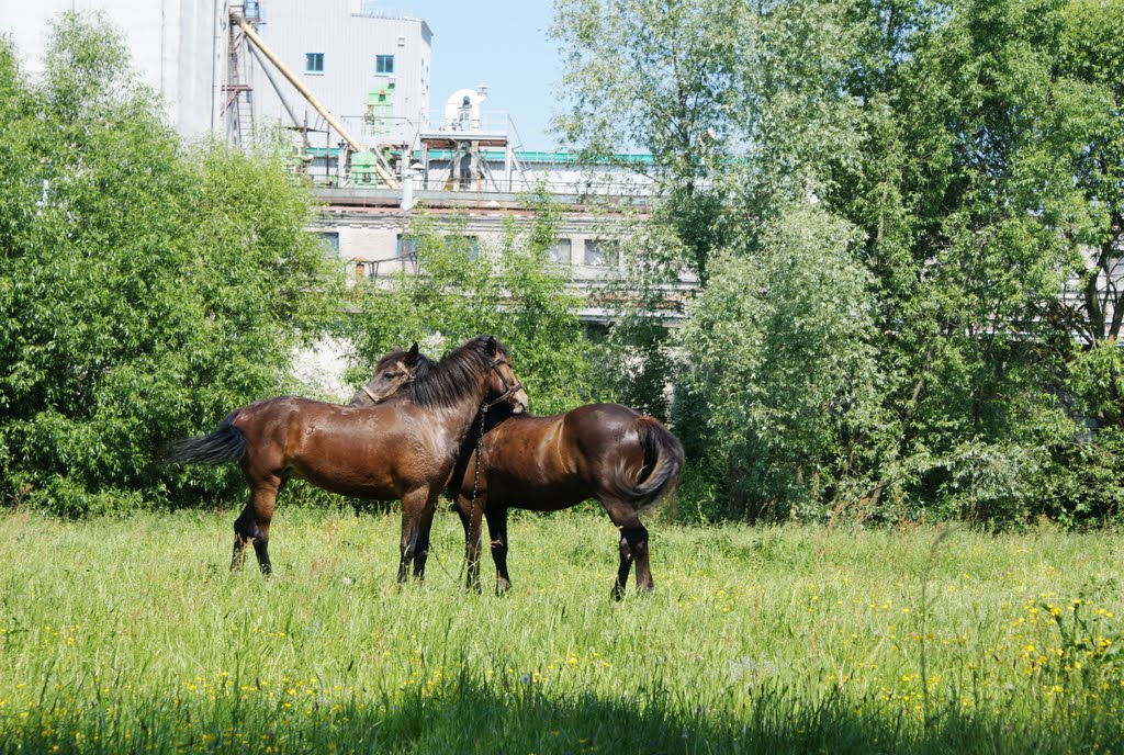 Horses