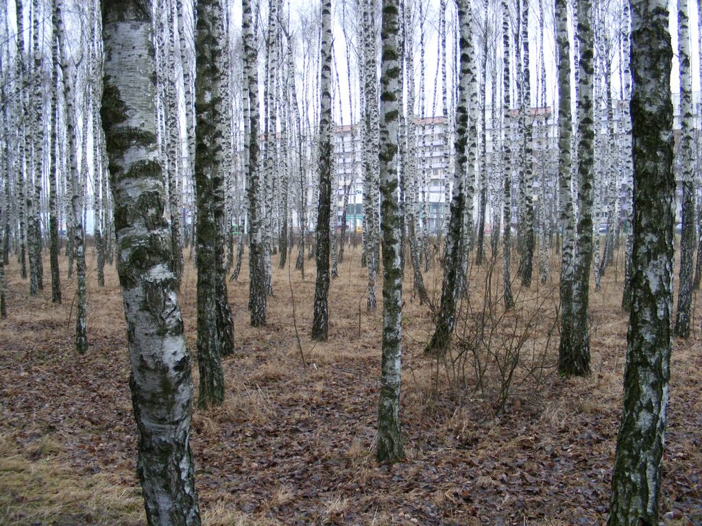 Навагодні парк