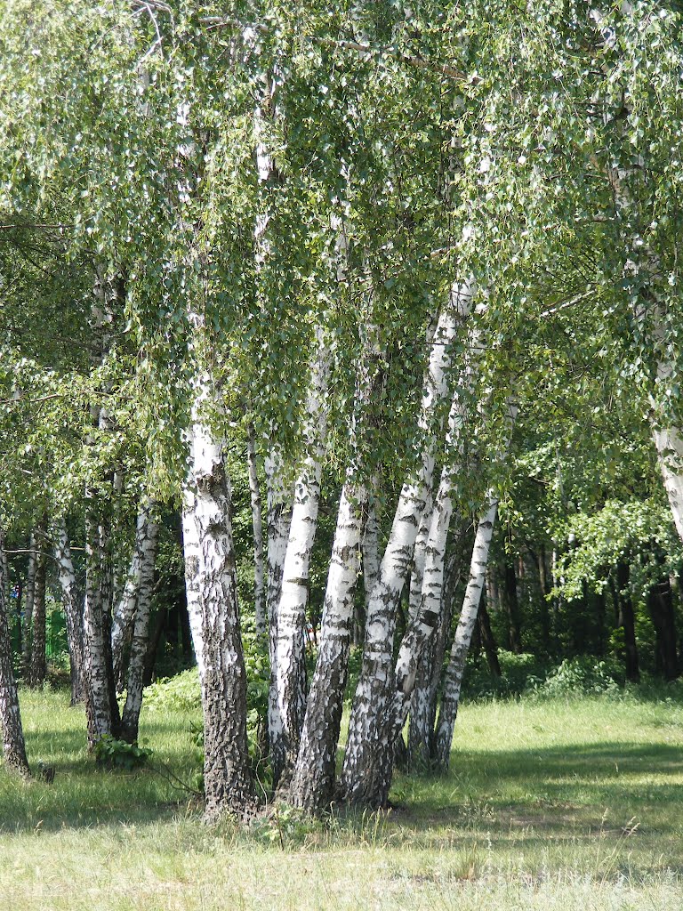 Сястрычкі