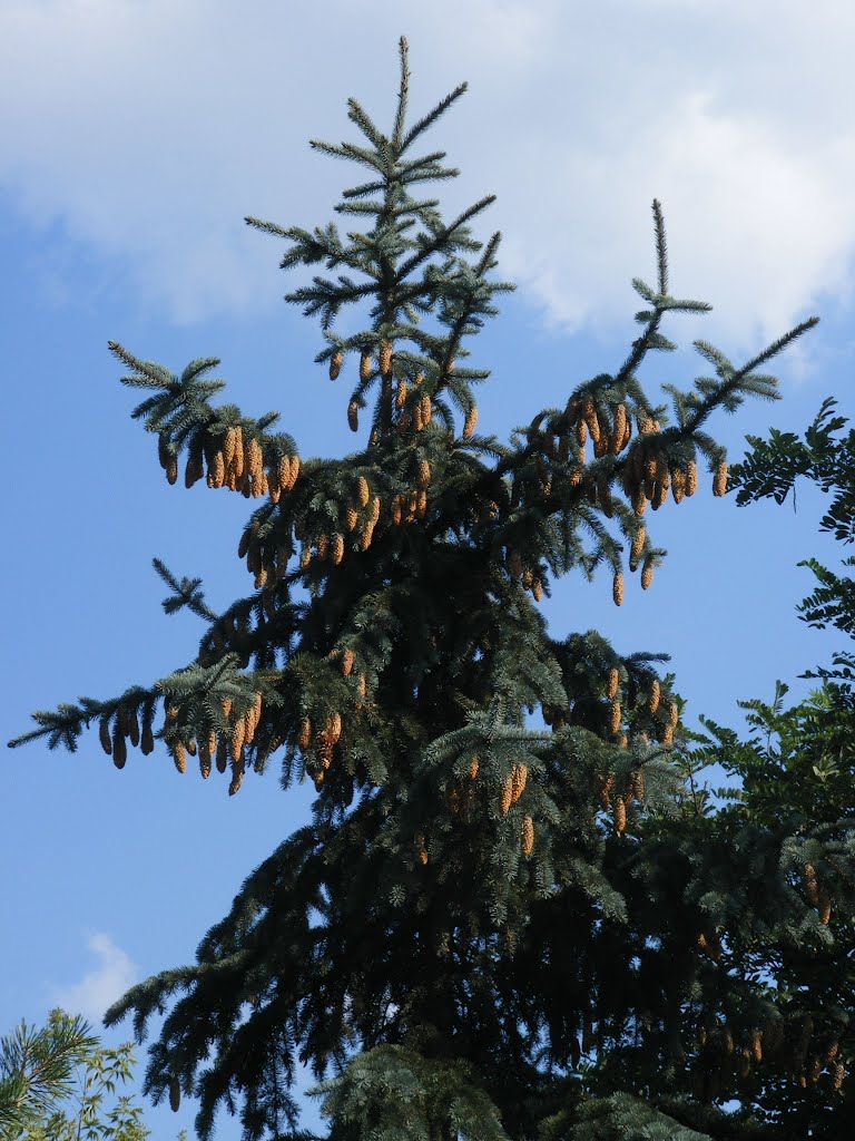 Шышачкі