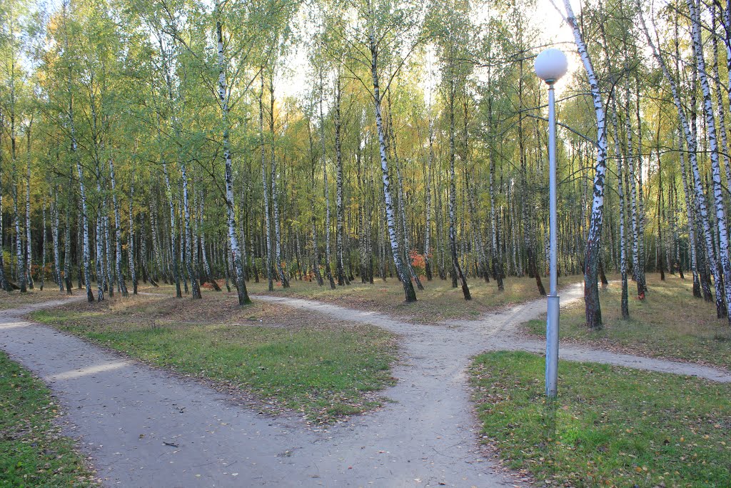 Бярозавы гай. На ростанях.