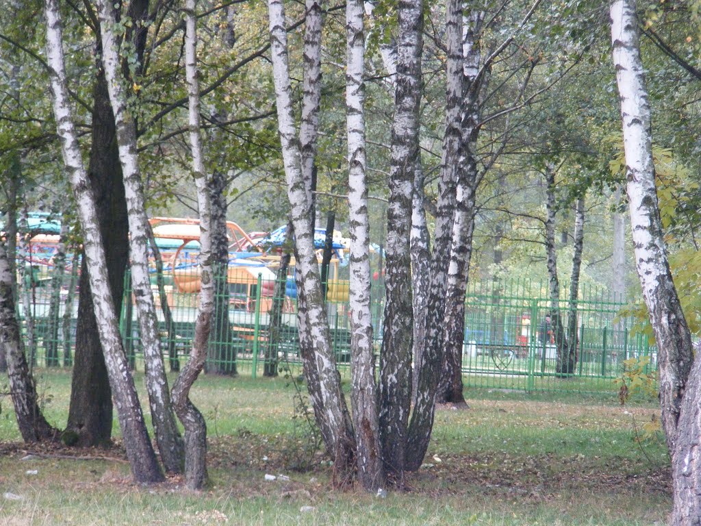 Бярозы