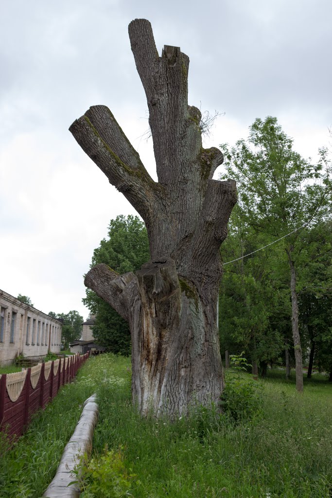 Бешенковичи. Дуб (то что от него осталось)под которым, по преданию, Наполеон позировал художнику