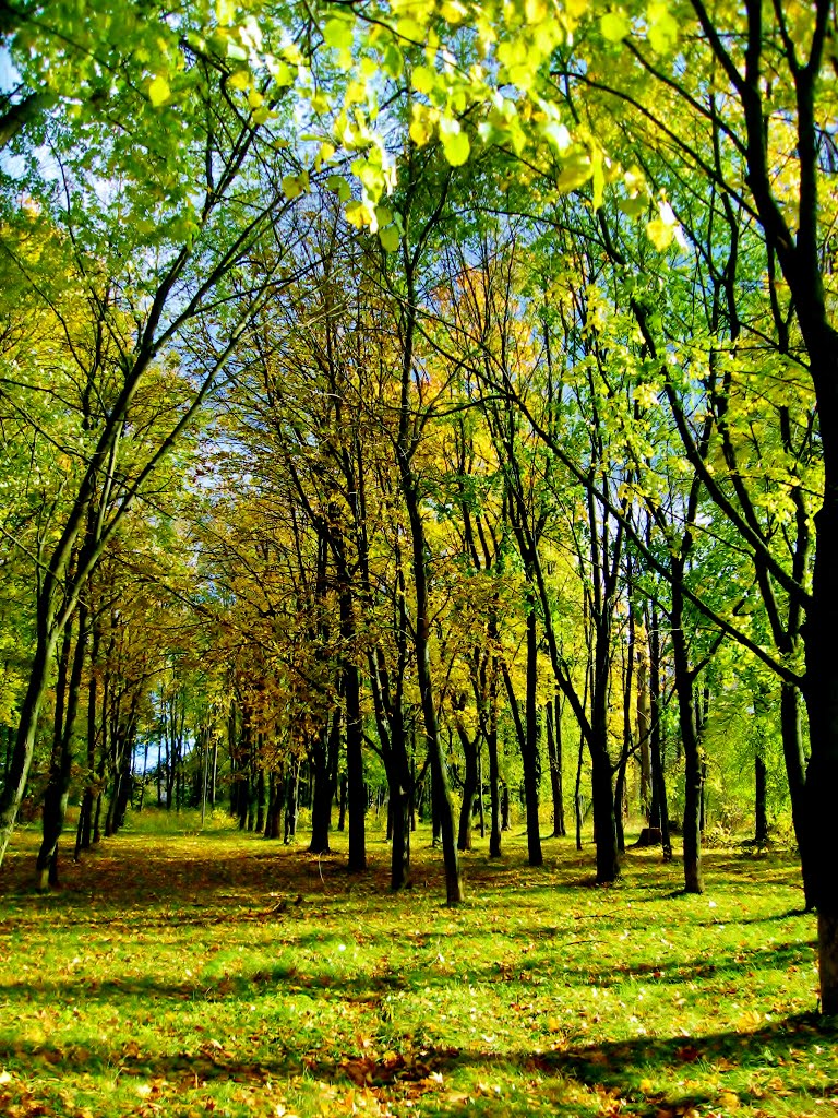 11.10.2012 14:07   Аллея в нижней части парка.