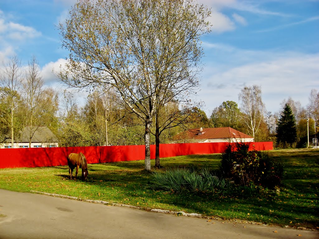 08.10.2012 15:16  Улица Коммунистическая. По дороге к дубу Наполеона.