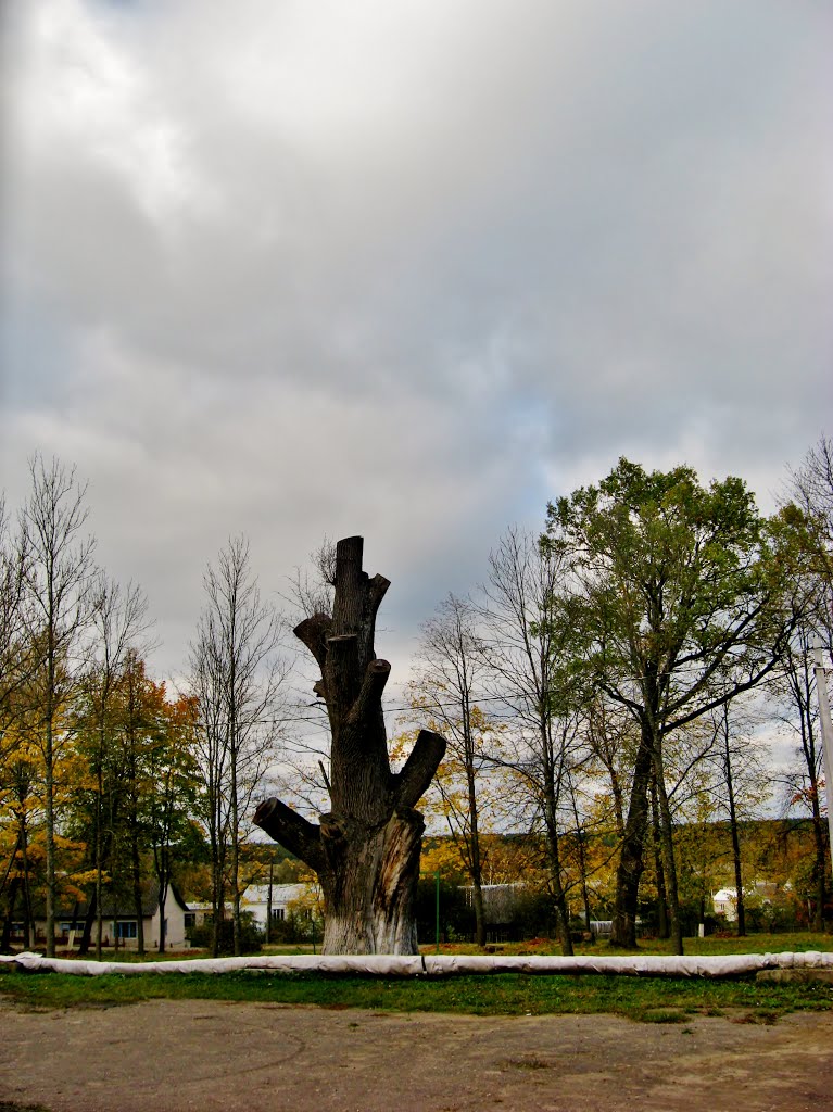 08.10.2012 15:25  Улица Коммунистическая. Дуб Наполеона.