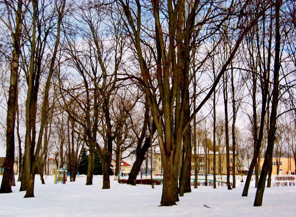 27.02.2013 13:58  Аллея зимнего парка.