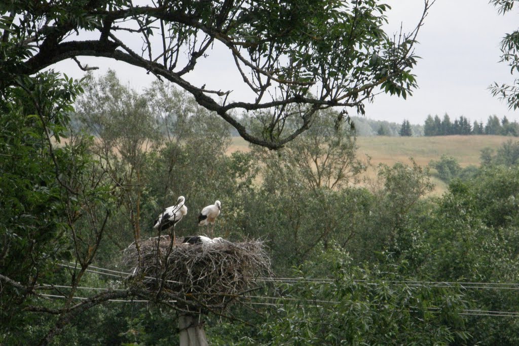 Storks
