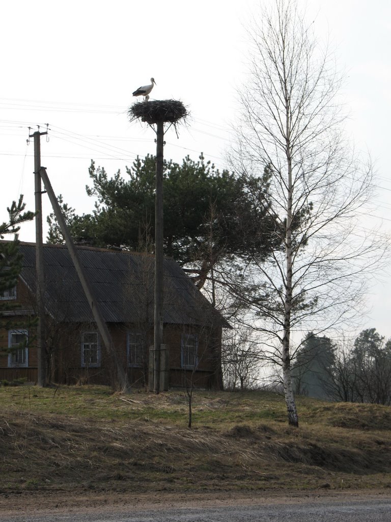 belorussian stork