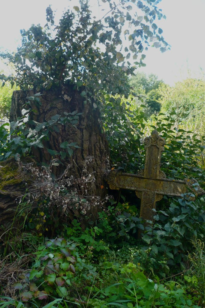 Ancient grave / Lepel / Belarus
