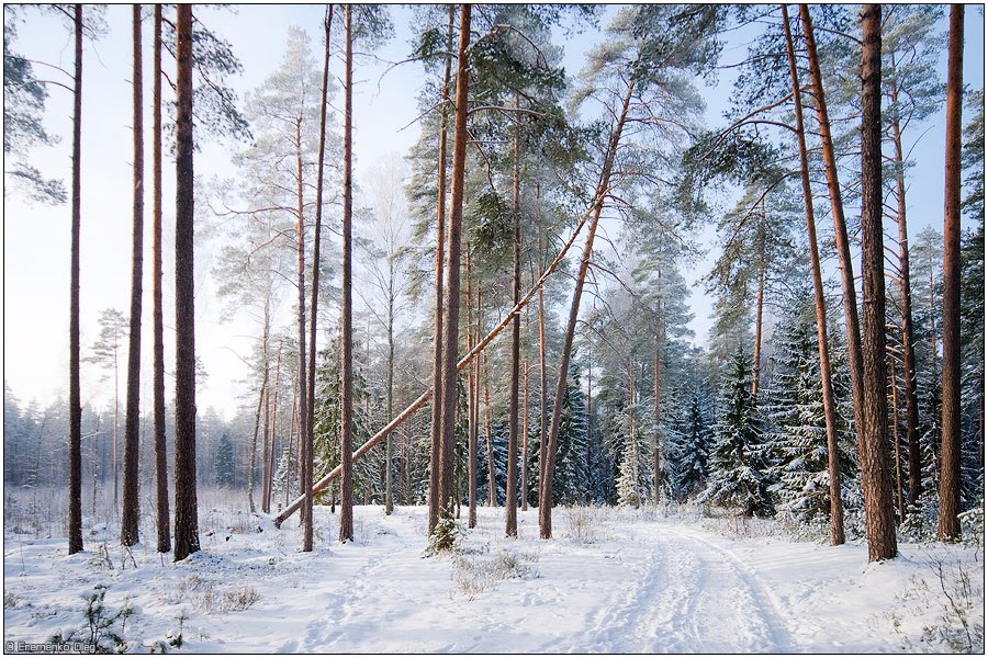 Зимий лес