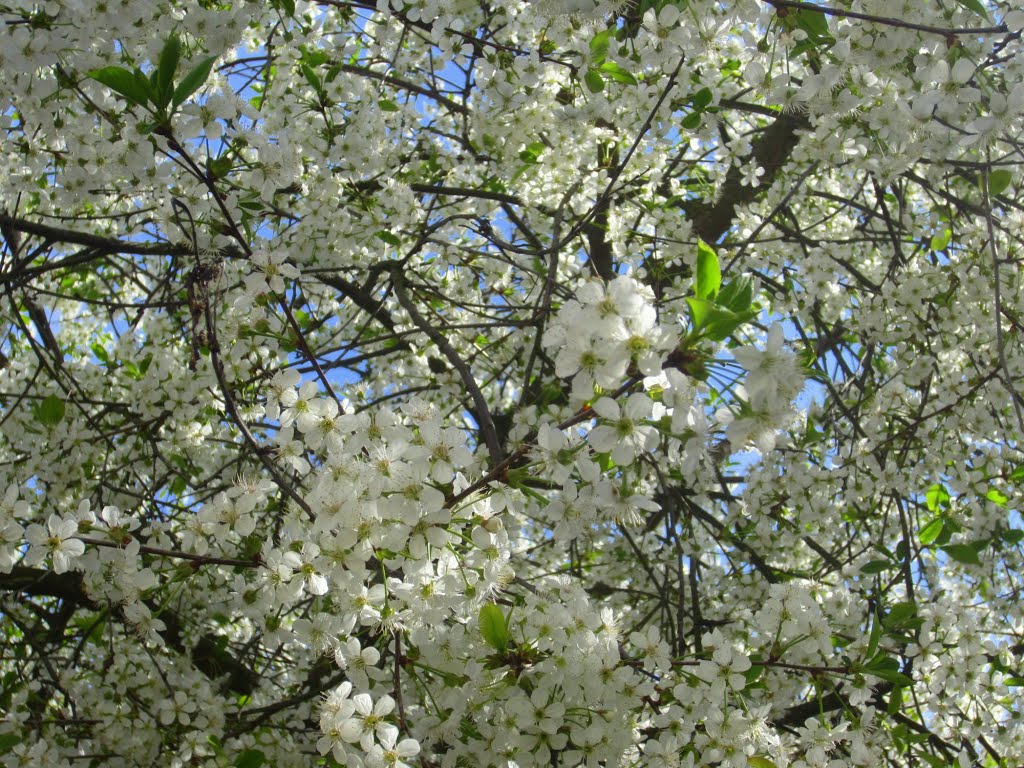 Cherry blossom