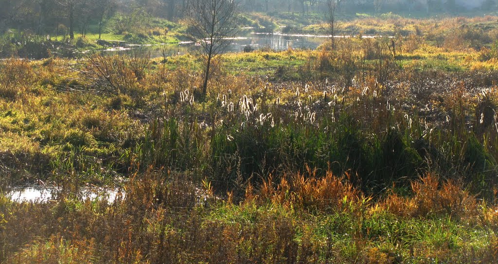 Заболоченный пруд на реке Мяделка. Поставы. Swampy pond on the river Myadelka. Deliver.