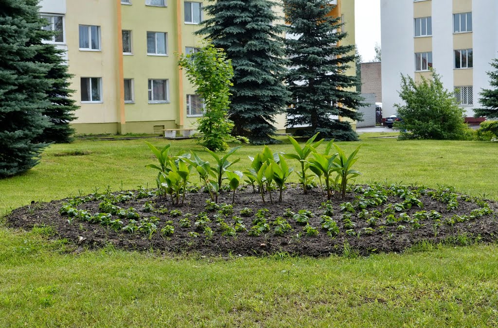 14-06 - Россоны