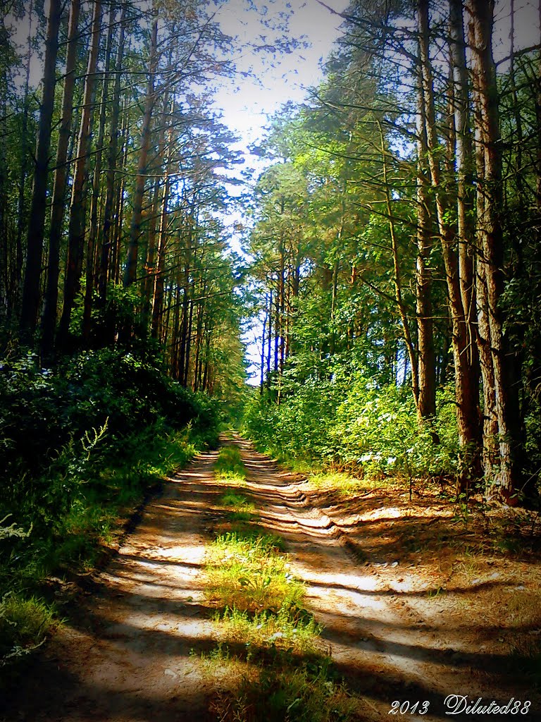 Лясная дарога ... Forest road